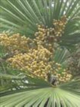 Saw Palmetto Fruit Extract